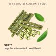 Giloy Capsules: Ayurveda For Immunity & Better Health Hot on Sale